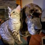 uZazu Egyptian Mau silver male kitten DOB 5-19-21