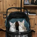 Zazu Egyptian Mau silver male kitten DOB 5-19-21