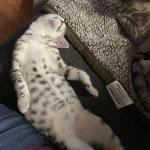 Zazu Egyptian Mau silver male kitten DOB 5-19-21