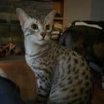 Zazu Egyptian Mau silver male kitten DOB 5-19-21