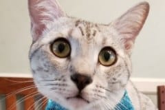 Amun, Mau silver Male DOB 7-2-18