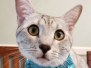 Amun, Mau silver Male DOB 7-2-18