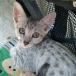 Amun, Mau, Silver, Male, DOB 7-2-18