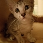 Amun, Mau, Silver, Male, DOB 7-2-18