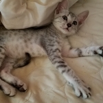 Amun, Mau, Silver, Male, DOB 7-2-18