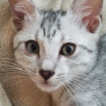 Amun, Mau, Silver, Male, DOB 7-2-18