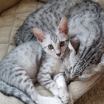Amun, Mau, Silver, Male, DOB 7-2-18