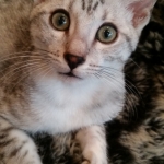 Amun, Mau, Silver, Male, DOB 7-2-18