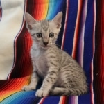 Mau, Silver, Male, DOB 7-2-18