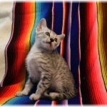 Mau, Silver, Male, DOB 7-2-18