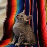 Mau, Silver, Male, DOB 7-2-18