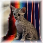 Mau, Silver, Male, DOB 7-2-18