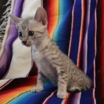 Mau, Silver, Male, DOB 7-2-18