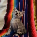 Mau, Silver, Male, DOB 7-2-18