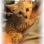 Mau, Silver, Male, DOB 7-2-18