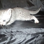 Mau, Silver, Male, DOB 7-2-18