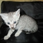 Mau, Silver, Male, DOB 7-2-18