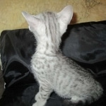 Mau, Silver, Male, DOB 7-2-18