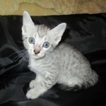 Mau, Silver, Male, DOB 7-2-18