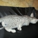 Mau, Silver, Male, DOB 7-2-18