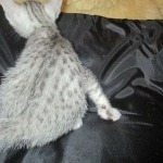 Mau, Silver, Male, DOB 7-2-18