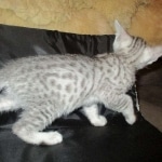 Mau, Silver, Male, DOB 7-2-18