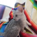 Amun, Mau, Silver, Male, DOB 7-2-18