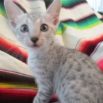 Amun, Mau, Silver, Male, DOB 7-2-18