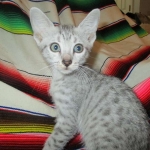 Amun, Mau, Silver, Male, DOB 7-2-18