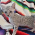 Amun, Mau, Silver, Male, DOB 7-2-18