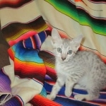 Amun, Mau, Silver, Male, DOB 7-2-18