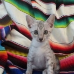 Amun, Mau, Silver, Male, DOB 7-2-18