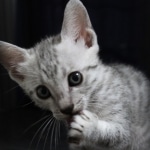 Amun, Mau, Silver, Male, DOB 7-2-18