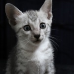 Amun, Mau, Silver, Male, DOB 7-2-18
