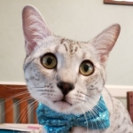 Amun, Mau, Silver, Male, DOB 7-2-18