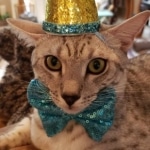 Amun, Mau, Silver, Male, DOB 7-2-18