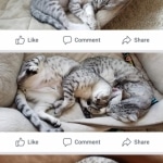 Amun, Mau, Silver, Male, DOB 7-2-18