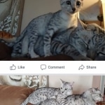 Amun, Mau, Silver, Male, DOB 7-2-18