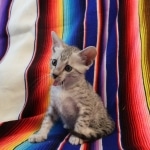 Amun, Mau, Silver, Male, DOB 7-2-18