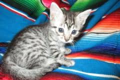 Juju Mau Silver Male DOB 8-20-17