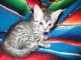 Juju Mau Silver Male DOB 8-20-17