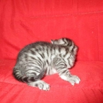 Juju, Egyptian Mau, silver, male DOB 8-20-17