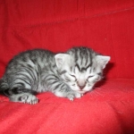 Juju, Egyptian Mau, silver, male DOB 8-20-17