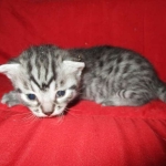 Juju, Egyptian Mau, silver, male DOB 8-20-17