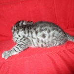 Juju, Egyptian Mau, silver, male DOB 8-20-17