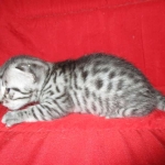 Juju, Egyptian Mau, silver, male DOB 8-20-17