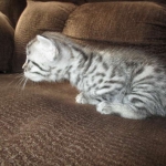 Juju, Egyptian Mau, silver, male DOB 8-20-17