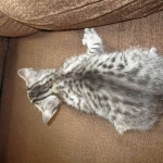 Juju, Egyptian Mau, silver, male DOB 8-20-17