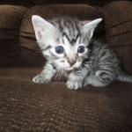 Juju, Egyptian Mau, silver, male DOB 8-20-17