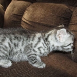 Juju, Egyptian Mau, silver, male DOB 8-20-17